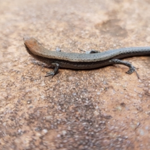 Lampropholis delicata at Isaacs, ACT - 10 Jan 2023 02:13 PM