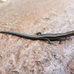 Lampropholis delicata at Isaacs, ACT - 10 Jan 2023 02:13 PM