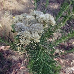 Cassinia aculeata subsp. aculeata (Dolly Bush, Common Cassinia, Dogwood) at Hawker, ACT - 9 Jan 2023 by sangio7