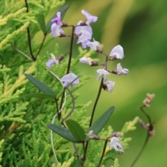 Glycine sp. at Pambula Beach, NSW - 31 Dec 2022 by KylieWaldon