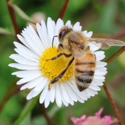 Apis mellifera (European honey bee) at Pambula Beach, NSW - 31 Dec 2022 by KylieWaldon