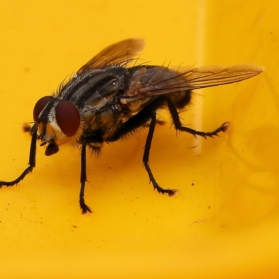 Sarcophaga sp. (genus) (Flesh fly) at Pambula Beach, NSW - 31 Dec 2022 by KylieWaldon