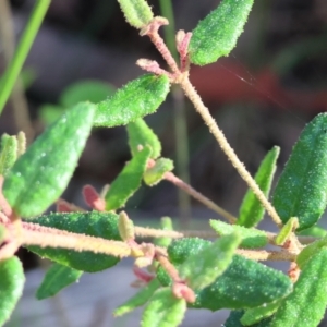 Correa reflexa at Pambula Beach, NSW - 28 Dec 2022 08:04 AM