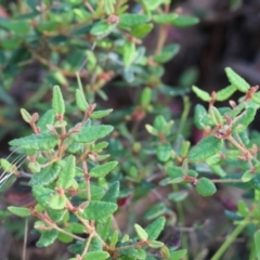 Correa reflexa at Pambula Beach, NSW - 28 Dec 2022