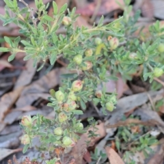 Hibbertia sp. (Guinea Flower) at Pambula Beach, NSW - 27 Dec 2022 by KylieWaldon