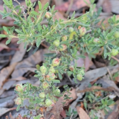 Hibbertia sp. (Guinea Flower) at Pambula Beach, NSW - 28 Dec 2022 by KylieWaldon