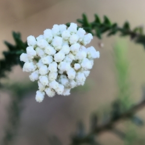 Ozothamnus diosmifolius at Pambula Beach, NSW - 28 Dec 2022 08:06 AM