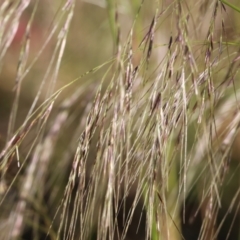 Austrostipa sp. (A Corkscrew Grass) at Pambula Beach, NSW - 28 Dec 2022 by KylieWaldon