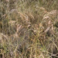 Austrostipa sp. at Pambula Beach, NSW - 28 Dec 2022