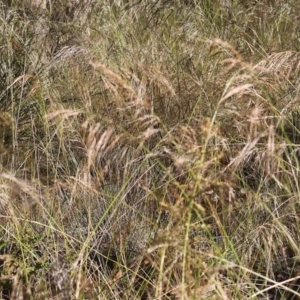 Austrostipa sp. at Pambula Beach, NSW - 28 Dec 2022 08:10 AM