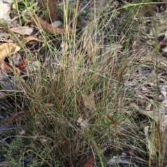 Austrostipa sp. at Pambula Beach, NSW - 28 Dec 2022 08:10 AM