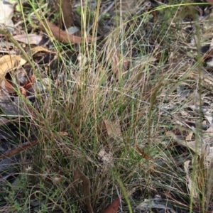 Austrostipa sp. at Pambula Beach, NSW - 28 Dec 2022