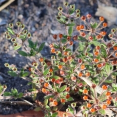 Pomax umbellata (A Pomax) at Pambula Beach, NSW - 28 Dec 2022 by KylieWaldon