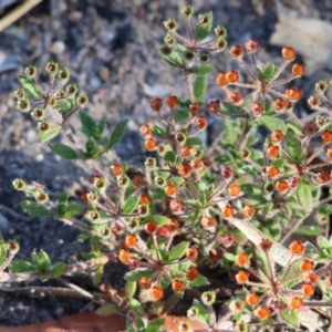 Pomax umbellata at Pambula Beach, NSW - 28 Dec 2022