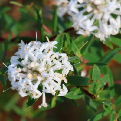 Pimelea sp. (Rice Flower) at Ben Boyd National Park - 28 Dec 2022 by KylieWaldon