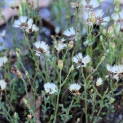 Vittadinia sp. (Fuzzweed) at Pambula Beach, NSW - 27 Dec 2022 by KylieWaldon