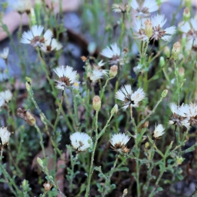 Vittadinia sp. (Fuzzweed) at Pambula Beach, NSW - 27 Dec 2022 by KylieWaldon