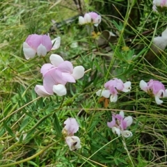 Lotus australis at Tennent, ACT - 10 Jan 2023 01:47 PM