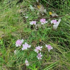 Lotus australis at Tennent, ACT - 10 Jan 2023