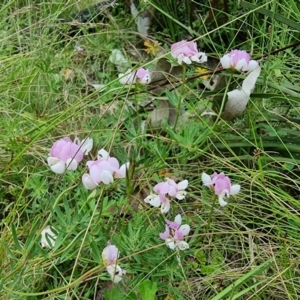 Lotus australis at Tennent, ACT - 10 Jan 2023 01:47 PM