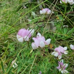 Lotus australis at Tennent, ACT - 10 Jan 2023 01:47 PM