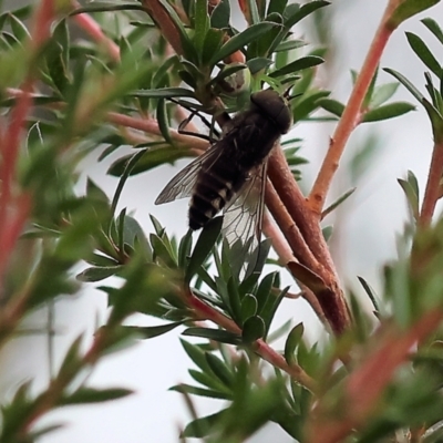 Unidentified March or Horse fly (Tabanidae) at Bermagui, NSW - 21 Dec 2022 by KylieWaldon