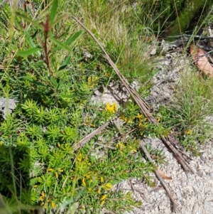 Persoonia chamaepeuce at Tennent, ACT - 10 Jan 2023 02:21 PM