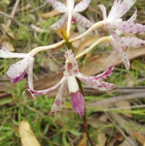 Dipodium variegatum at Wonboyn, NSW - suppressed