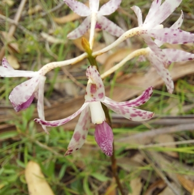 Dipodium variegatum (Blotched Hyacinth Orchid) at Wonboyn, NSW - 10 Jan 2023 by Venture