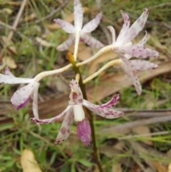 Dipodium variegatum at Wonboyn, NSW - suppressed