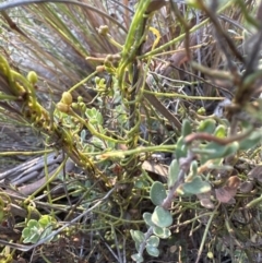 Cassytha pubescens (Devil's Twine) at Aranda Bushland - 10 Jan 2023 by lbradley