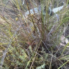 Cassytha pubescens at Aranda, ACT - 10 Jan 2023 07:35 PM