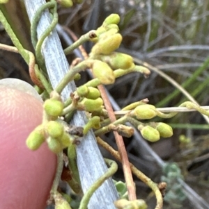 Cassytha pubescens at Aranda, ACT - 10 Jan 2023