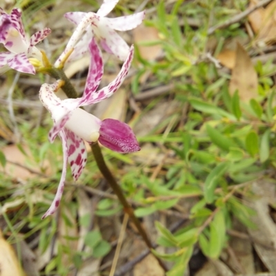 Dipodium variegatum (Blotched Hyacinth Orchid) at Wonboyn, NSW - 10 Jan 2023 by Venture