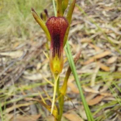 Cryptostylis hunteriana (Leafless Tongue Orchid) at Wonboyn, NSW - 10 Jan 2023 by Venture