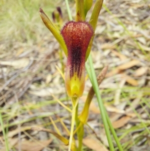 Cryptostylis hunteriana at Wonboyn, NSW - suppressed