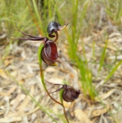 Caleana major (Large Duck Orchid) at Wonboyn, NSW - 10 Jan 2023 by Venture