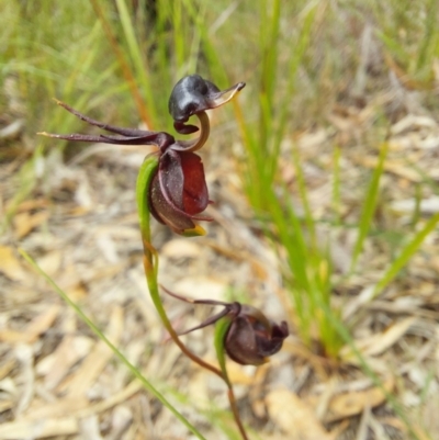 Caleana major (Large Duck Orchid) at Wonboyn, NSW - 10 Jan 2023 by Venture