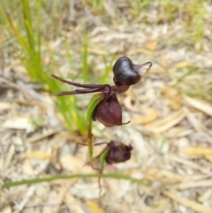 Caleana major at Wonboyn, NSW - 10 Jan 2023