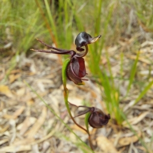 Caleana major at Wonboyn, NSW - suppressed