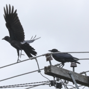 Corvus coronoides at Higgins, ACT - 31 Dec 2022 09:22 AM