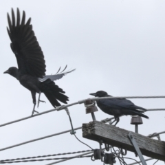 Corvus coronoides (Australian Raven) at Higgins, ACT - 30 Dec 2022 by AlisonMilton