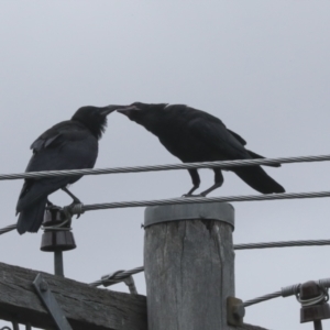 Corvus coronoides at Higgins, ACT - 31 Dec 2022 09:22 AM