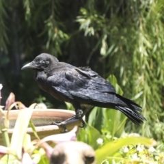 Corvus coronoides at Higgins, ACT - 31 Dec 2022