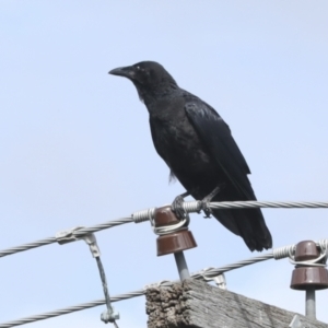 Corvus coronoides at Higgins, ACT - 31 Dec 2022 09:22 AM