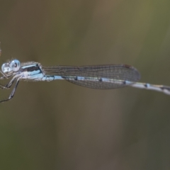 Austrolestes leda (Wandering Ringtail) at Hawker, ACT - 2 Jan 2023 by AlisonMilton