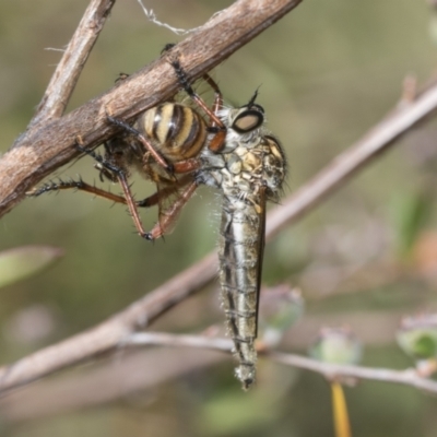Zosteria sp. (genus) (Common brown robber fly) at Hawker, ACT - 1 Jan 2023 by AlisonMilton