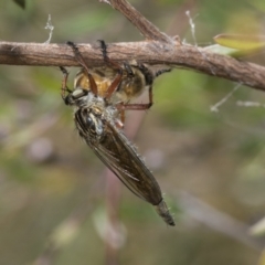 Zosteria sp. (genus) at Hawker, ACT - 2 Jan 2023