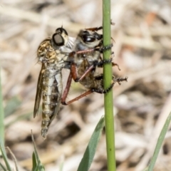 Zosteria sp. (genus) at Hawker, ACT - 2 Jan 2023