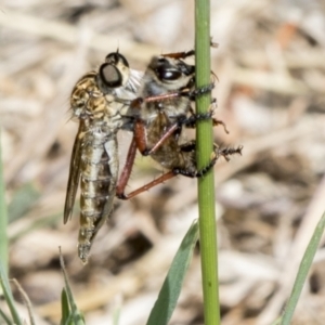 Zosteria sp. (genus) at Hawker, ACT - 2 Jan 2023